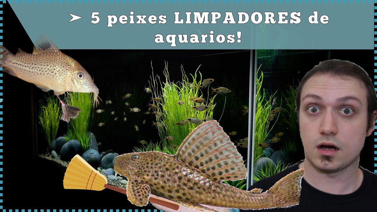 5 peixes LIMPADORES de aquário!