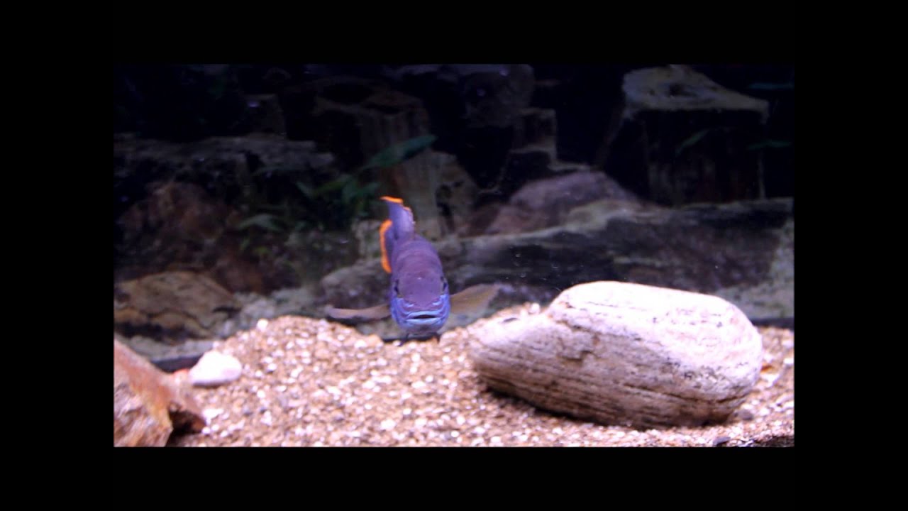 Green Terror Cichlid: Amazing Fish