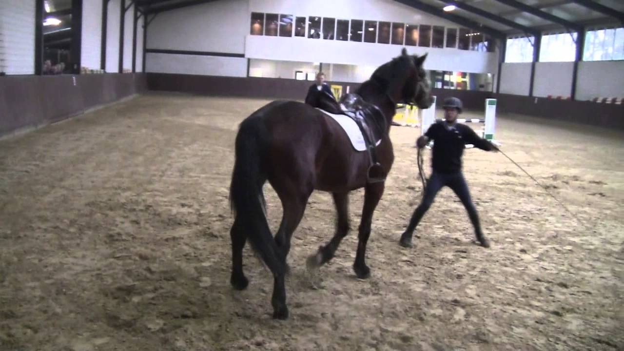 Herman Koorman in about 15 minutes a 4 year old stallion broken in, during stable visit Team Nijhof