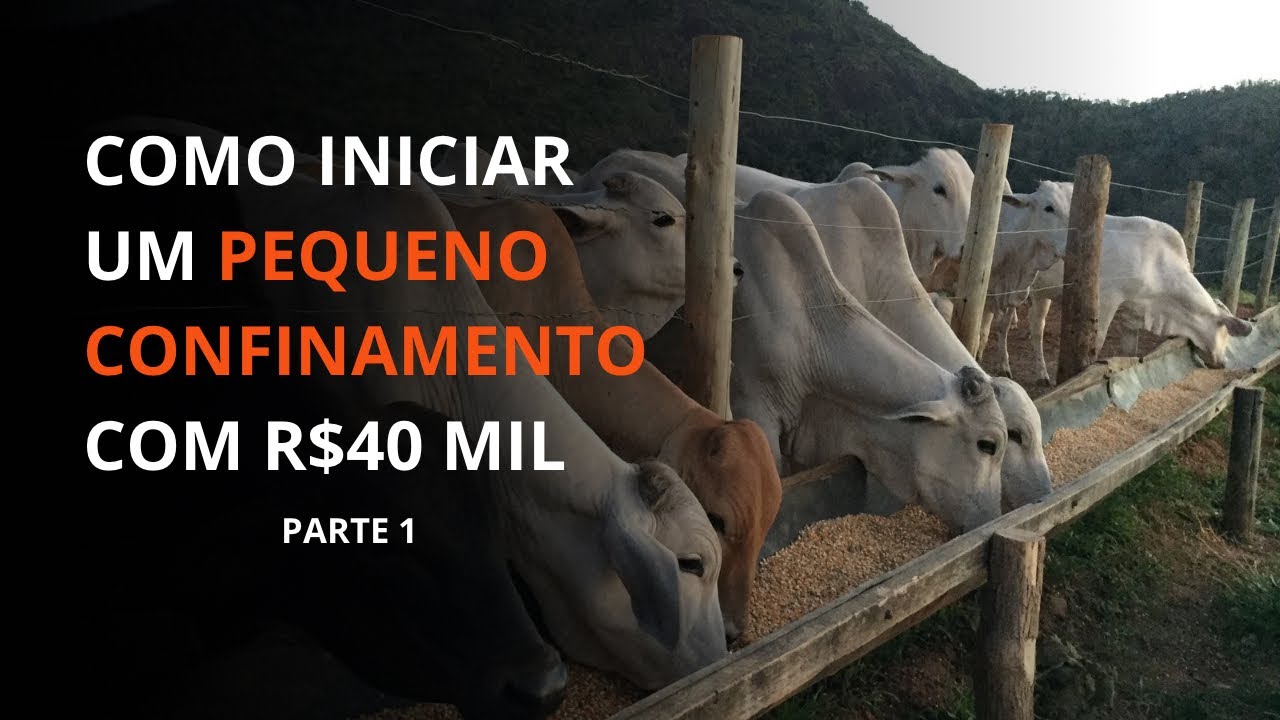 Como iniciar um pequeno confinamento de gado com R$40 mil #Parte 1