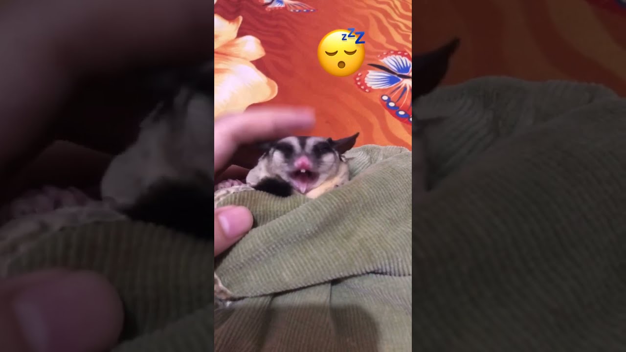 Sleepy sugar glider 😴💤