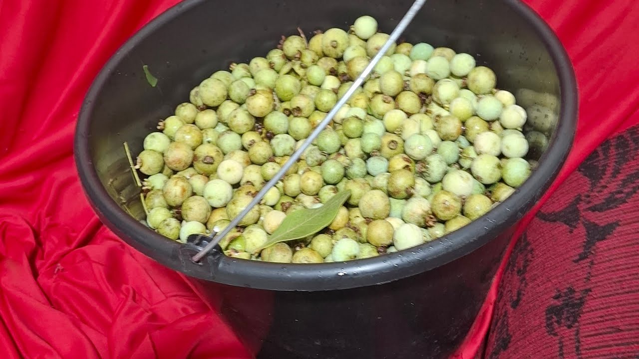Fui  atrás da melhor fruta do brasil guavira docinha