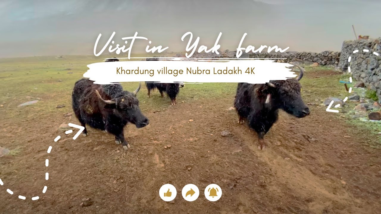 Visit in Yak Farm Khardung village Nubra Ladakh 4K
