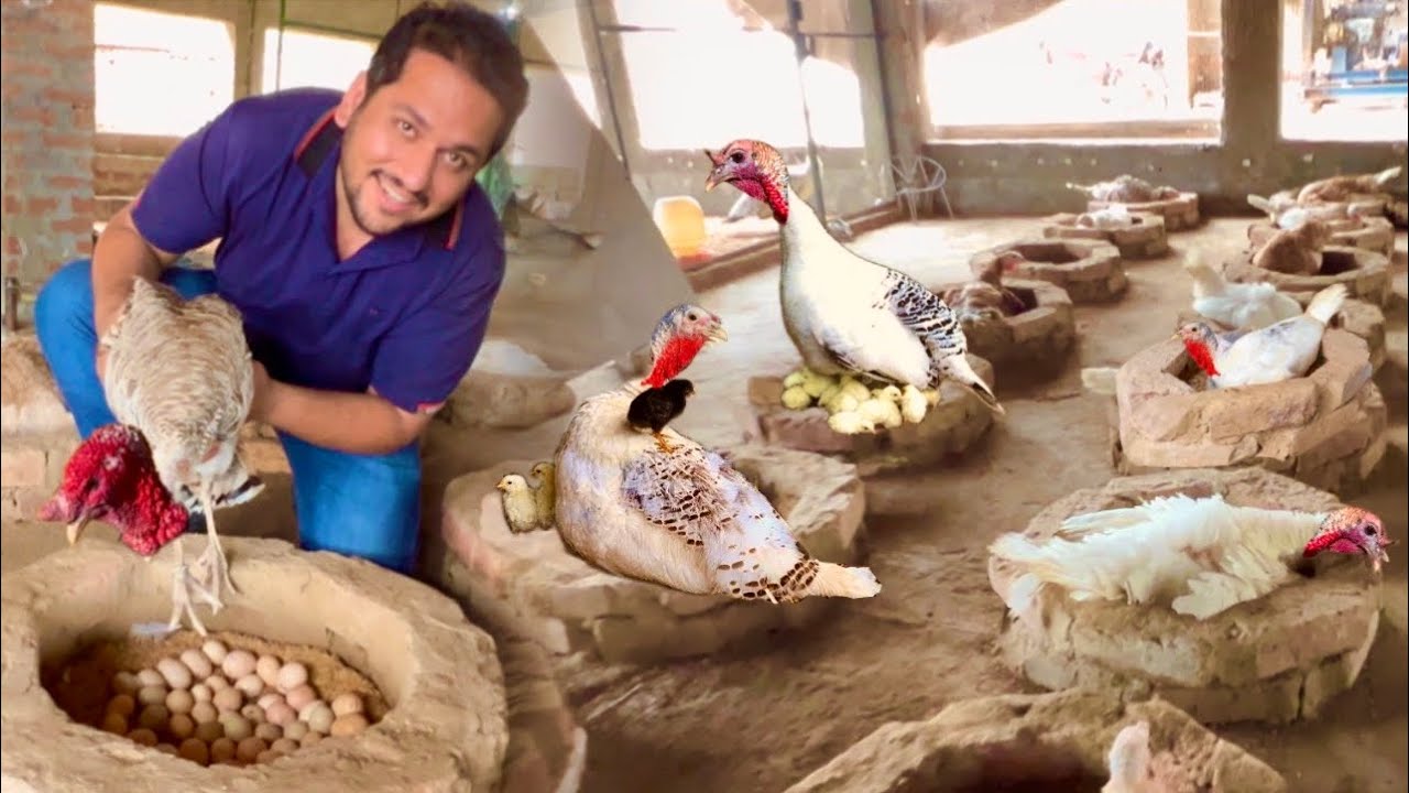 Biggest Turkey Farm All Hen Hatching Pheasant And Chakor Chiks, dakhni teetar, Hsn Entertainment
