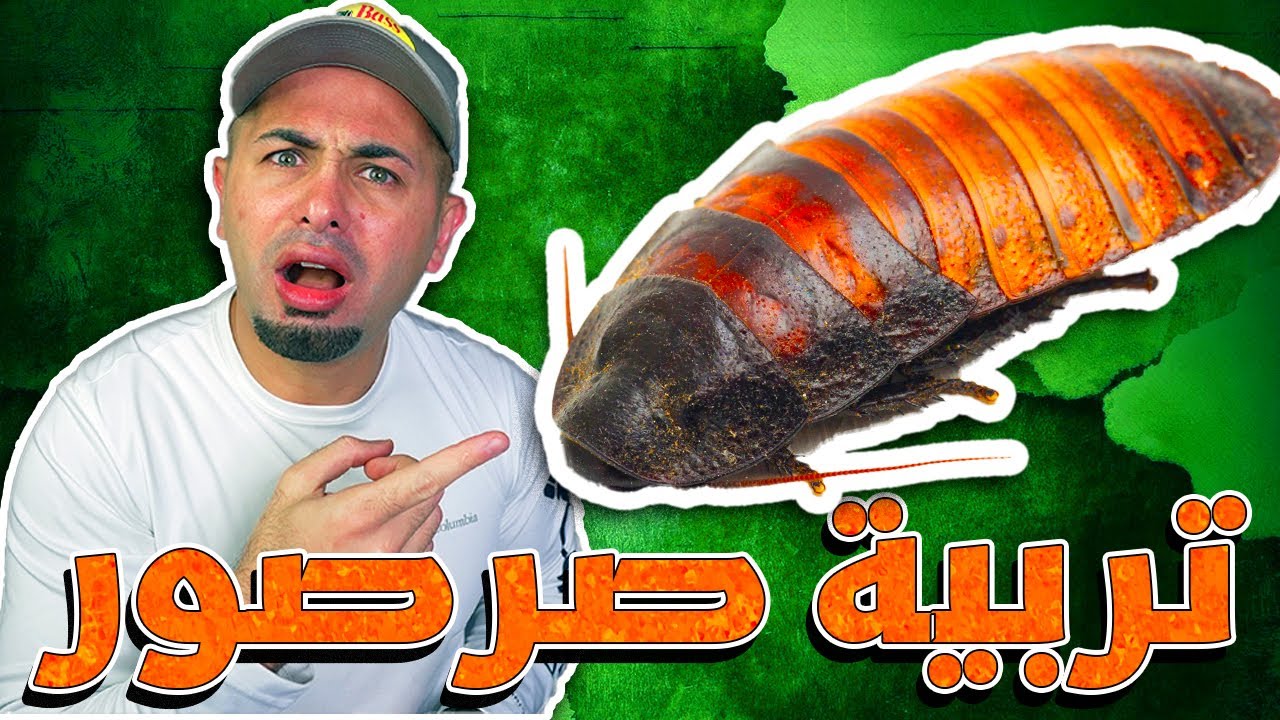 طريقة تربية صرصور مدغشقري وكل شي بتحتاجه للعناية فيه - Madagascar cockroach Care Routine