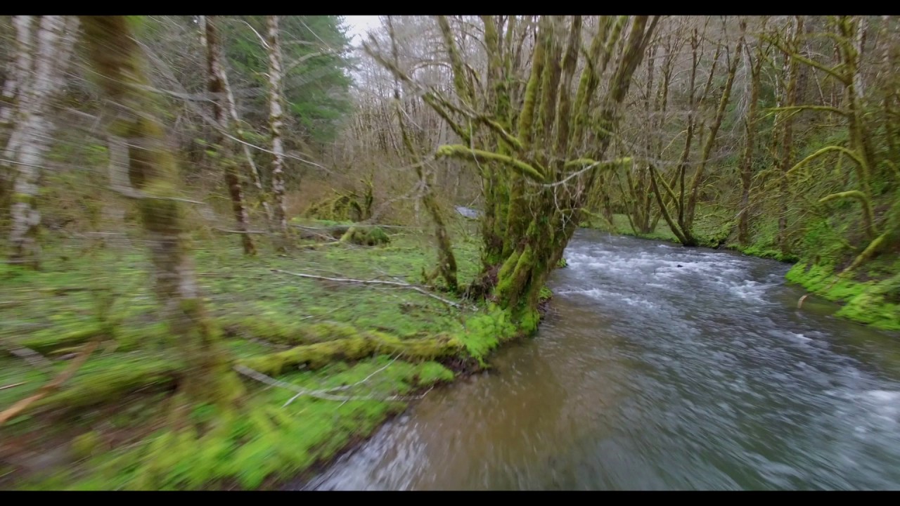A short tour of the Tillamook State Forest