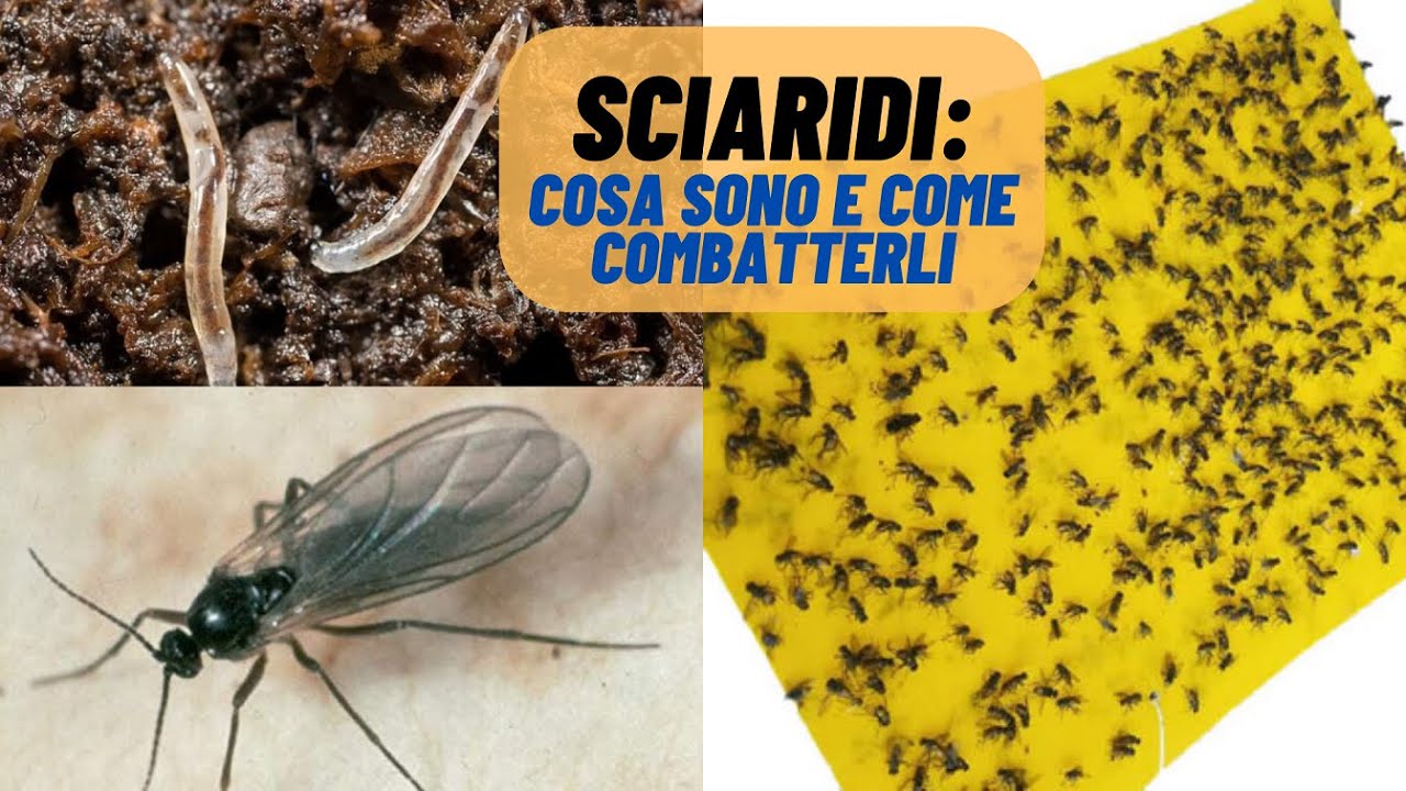 Gli SCIARIDI: scopriamo di più su questi pericolosi moscerini! - W&A Gardens: orto e giardino