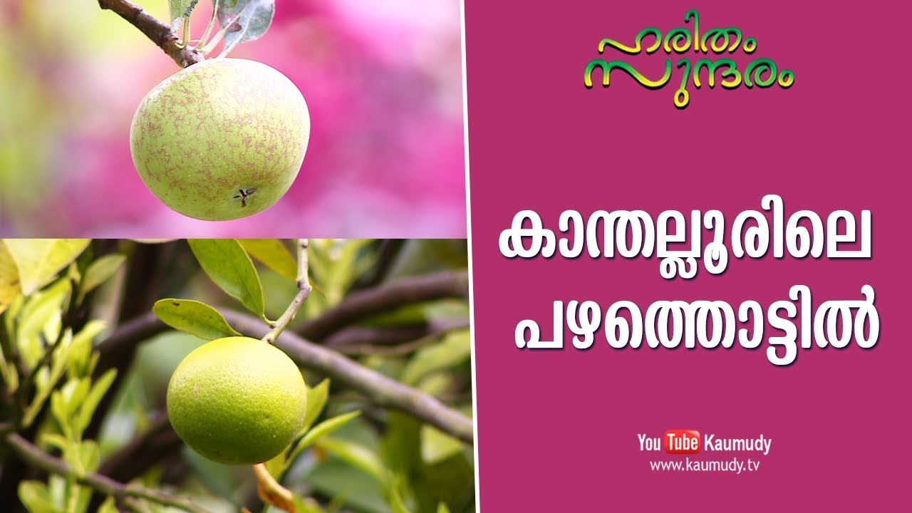 Kanthalloor | The Heaven of Fruits | Haritham Sundaram | EP 180 | Latest Episode