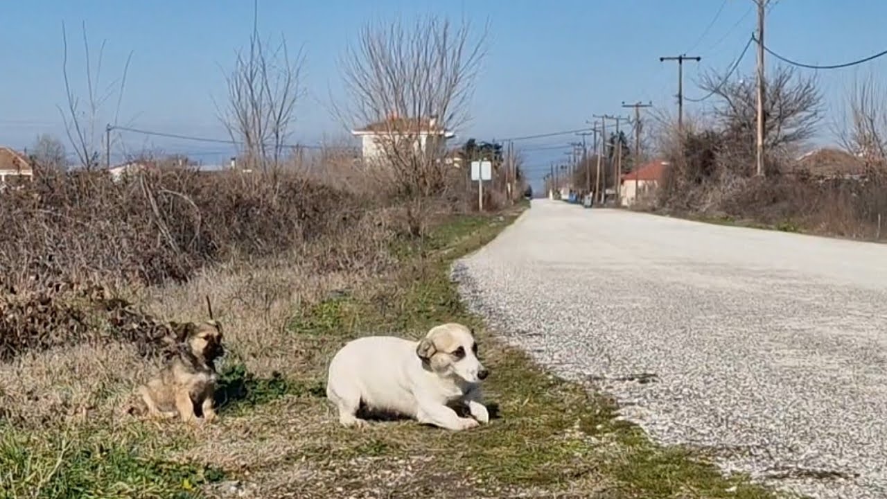 Mother dog with her puppy was found abandoned.