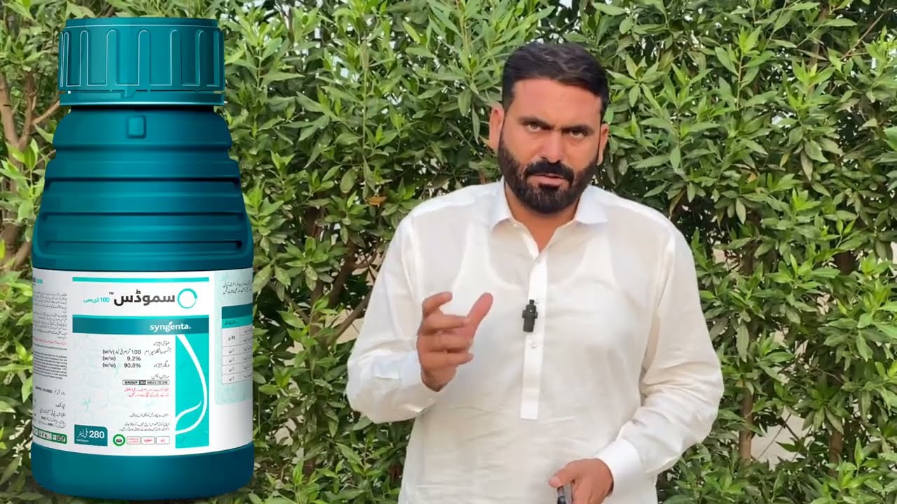 Thrips aur sabz teelay par Simodis de mukammal control takay apko milay har chunai se bharpoor kamai
