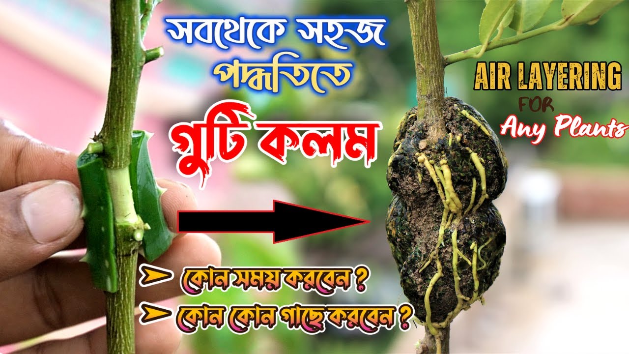 সব ধরনের গাছের গুটি কলম (Guti Kolom) করার সবথেকে সহজ পদ্ধতিতে || Air Layering for any plants