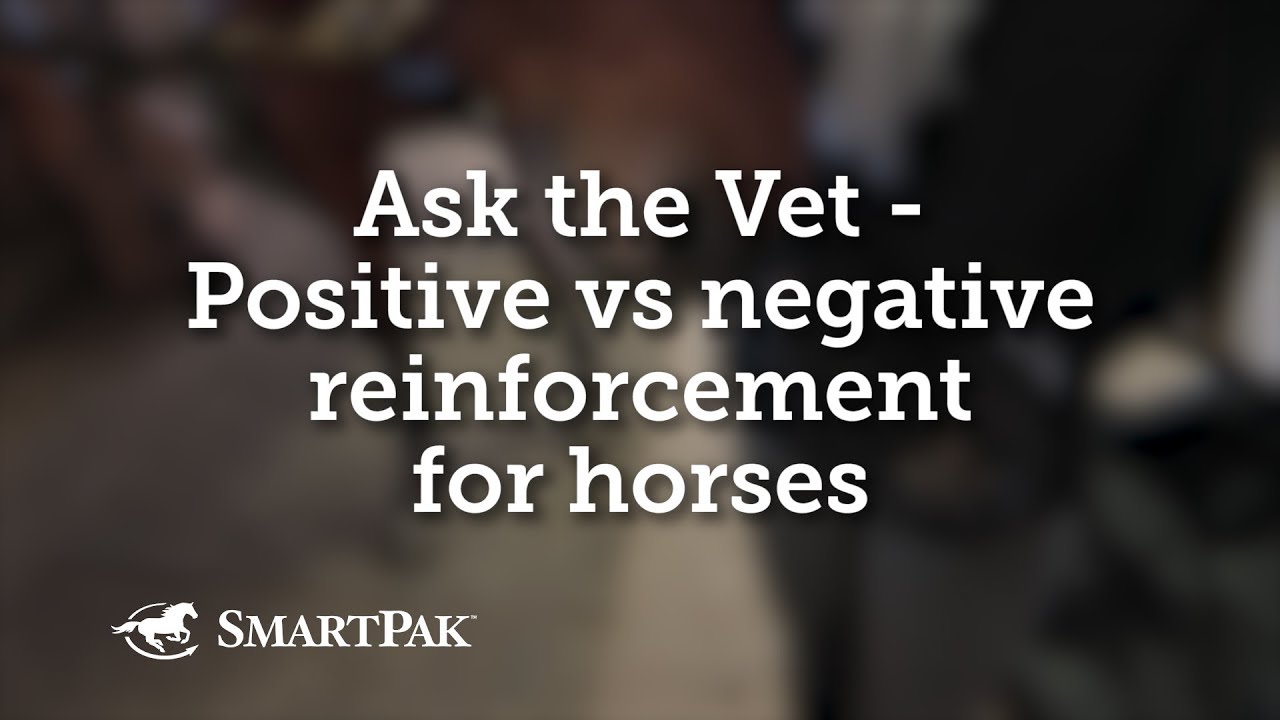 Ask the Vet - Positive vs negative reinforcement for horses