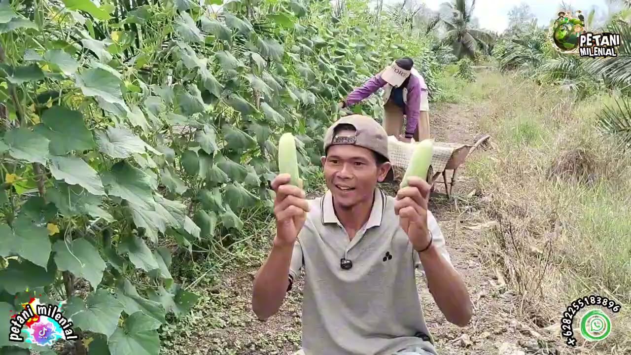 ALHAMDULILLAH, PANEN LAGI BABY CUCUMBER DI LAHAN TRANSMIGRASI KALIMANTAN