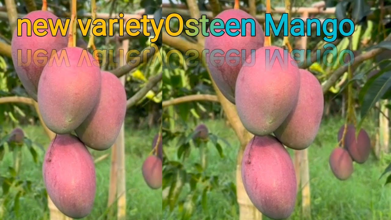 Osteen Mango// new variety farming //ओस्टीन मैंगो,