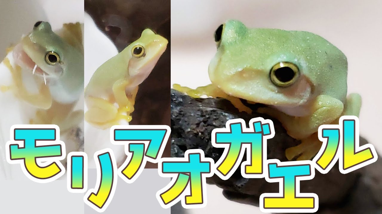 モリアオガエルの飼育を始めました