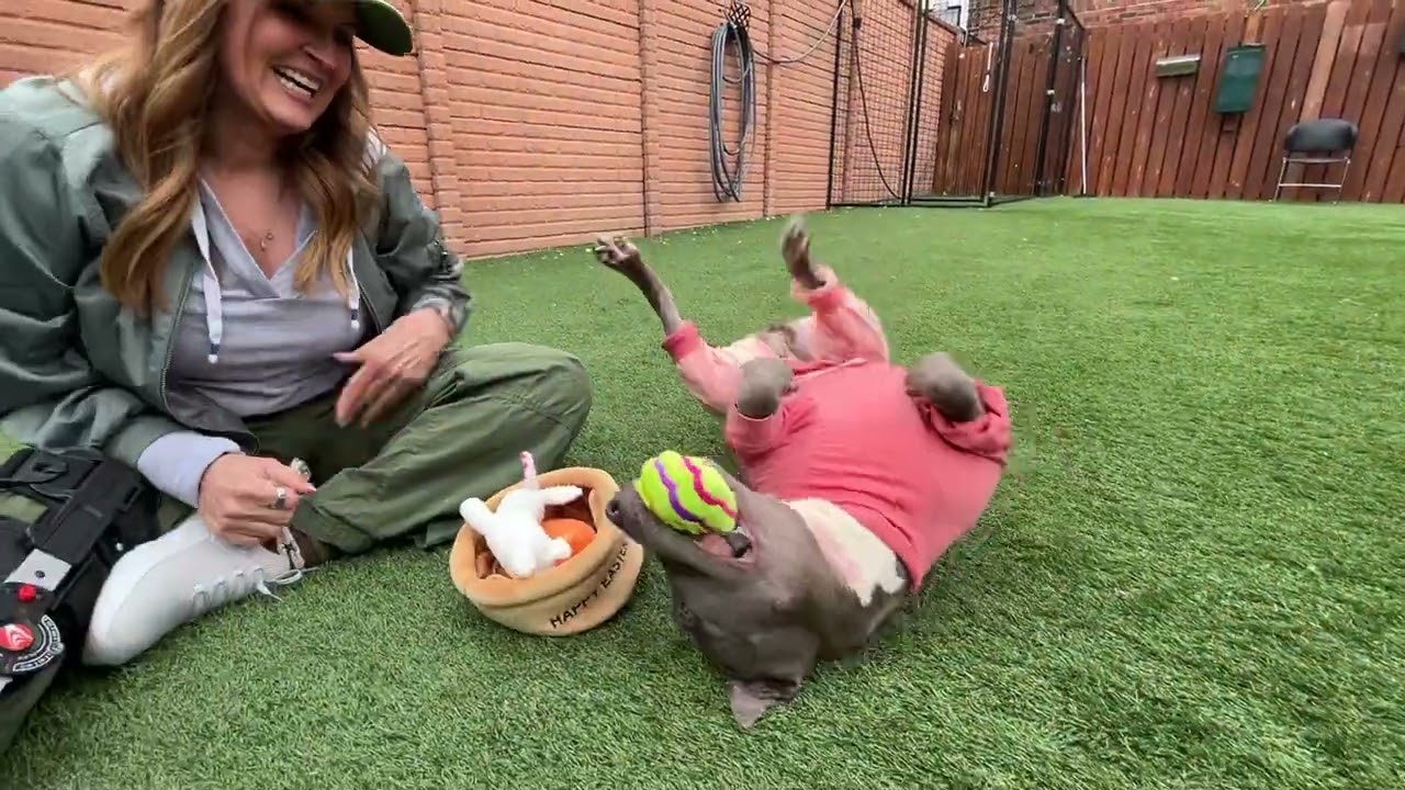 The wholesome content we ALL need - Stray Rescue of St.Louis
