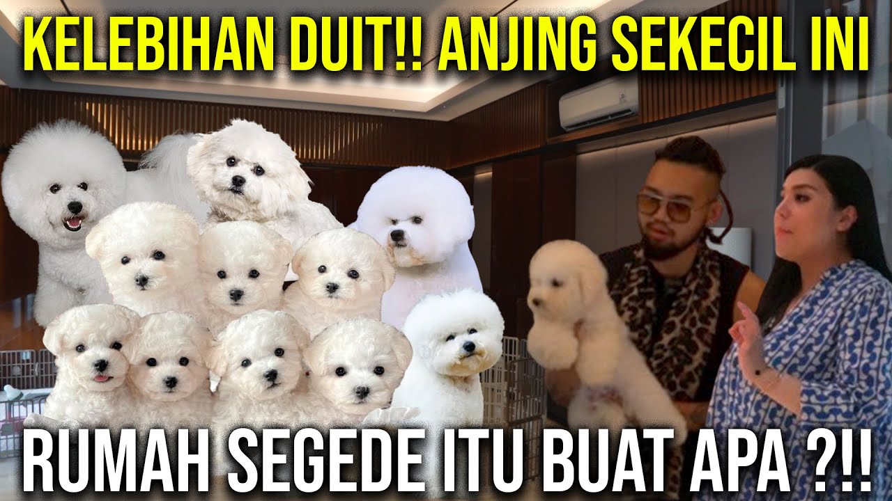 KELEBIHAN DUIT!! ANJING SEKECIL INI RUMAH SEGEDE ITU BUAT APA??!! BICHON FRISE LADY BOTERO