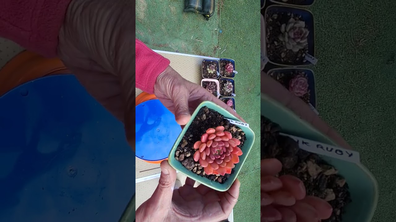 Embelleciendo a 22 echeverias coreanas nuevas!!!😅😅😅