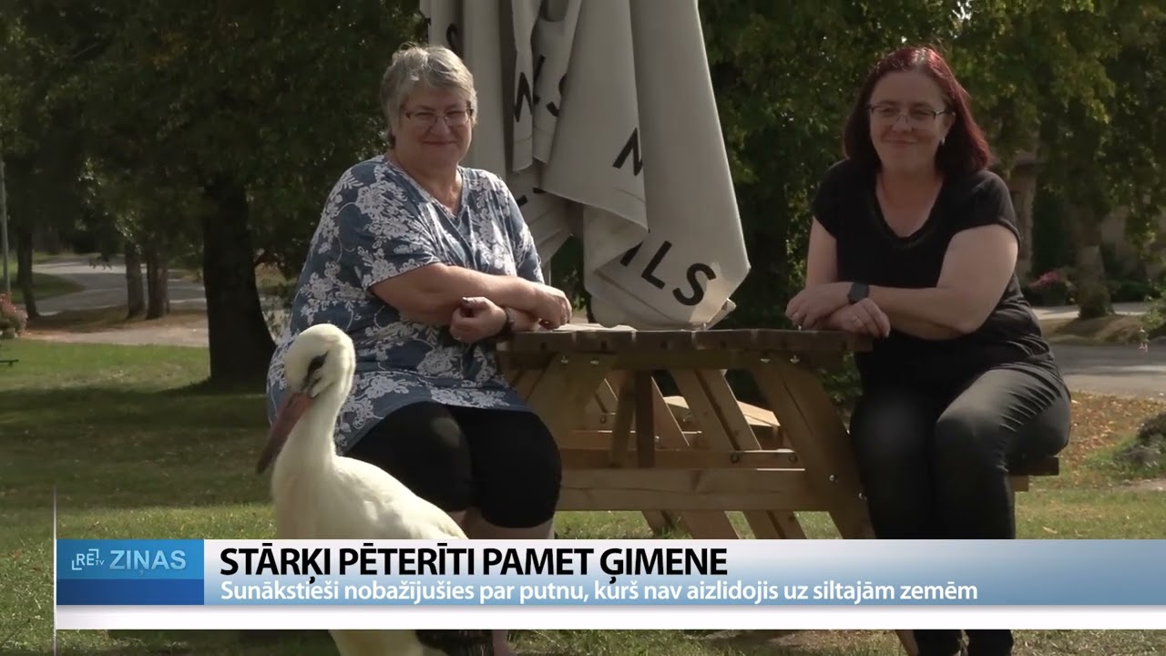 ReTV: Sunākstē stārķis uzvedas kā mājdzīvnieks