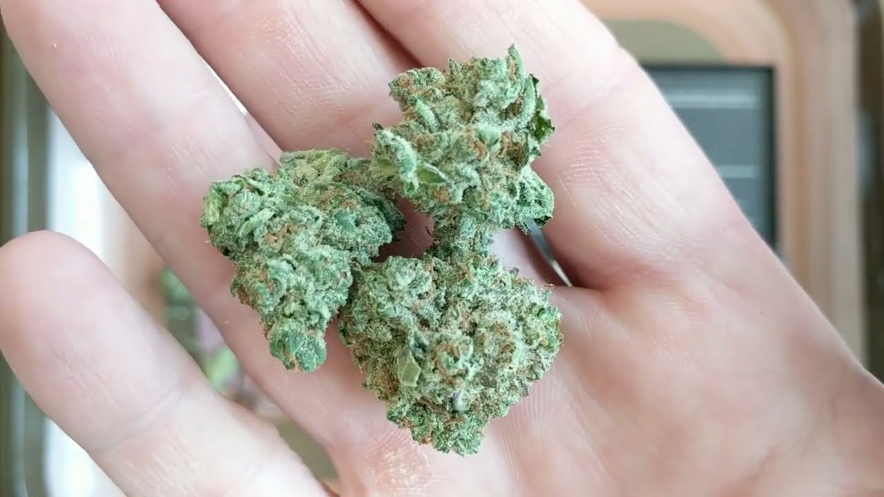 Myrcene Queen 23% ☀️ Sunshine Cannabis Eustis Trulieve