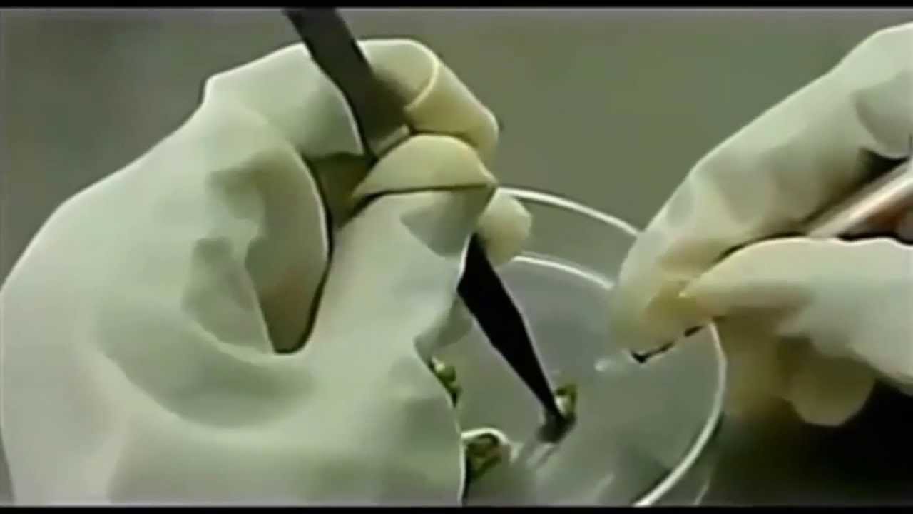 Agro infection techniques for Mung bean yellow mosaic virus detection (MYMV)