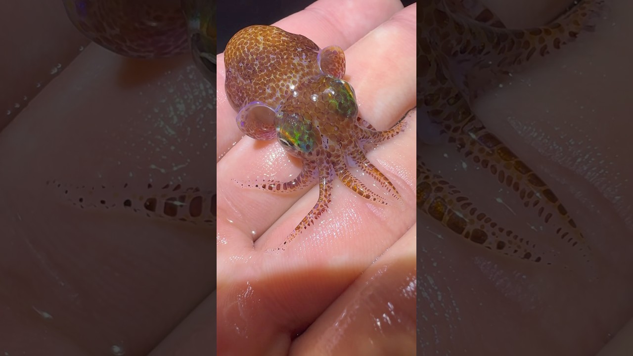 Got bored so went to the tide pools. #fishing#animals#viral#foryou#shorts#fish#wildlife#aquarium