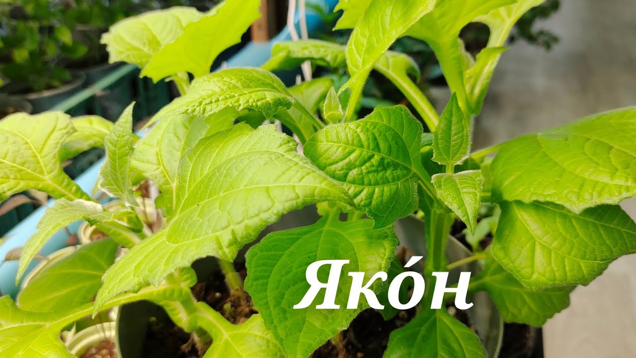 Как рассадить Якон?