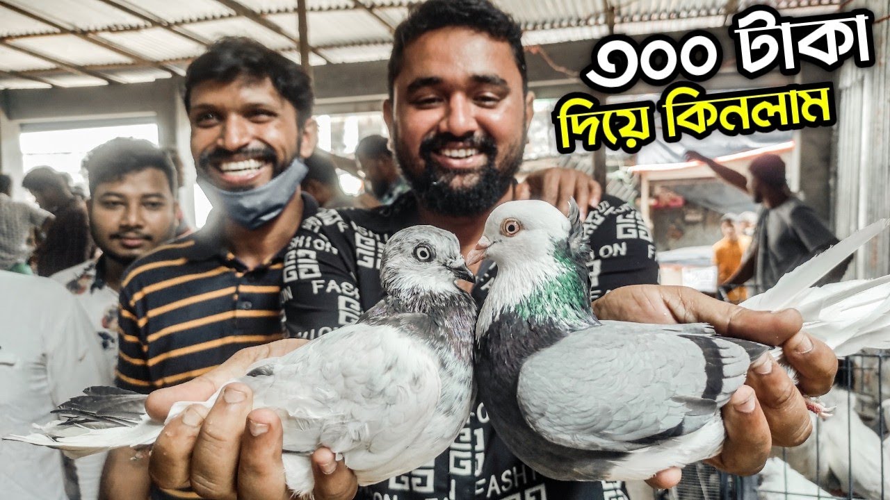 বুদাপেস্ট কবুতর কিনলাম ৩০০ টাকা দিয়ে গাজীপুর হাট থেকে