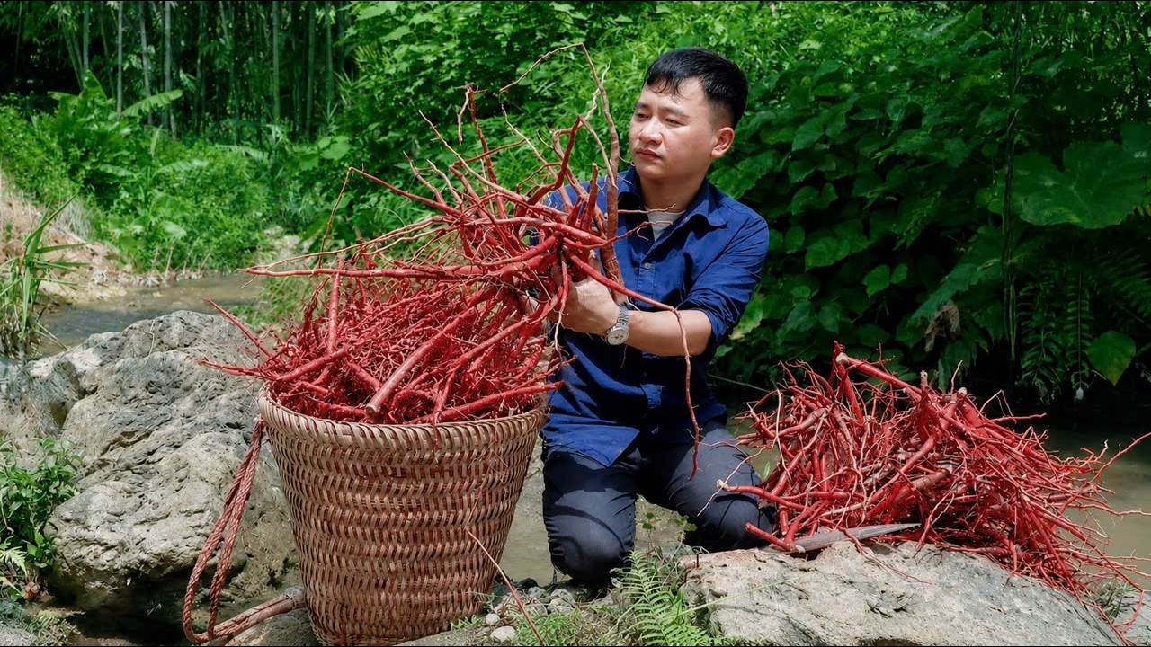 Egan Harvests Giant Wild Ginseng &ndash; The Final Land Negotiation Was Successful!