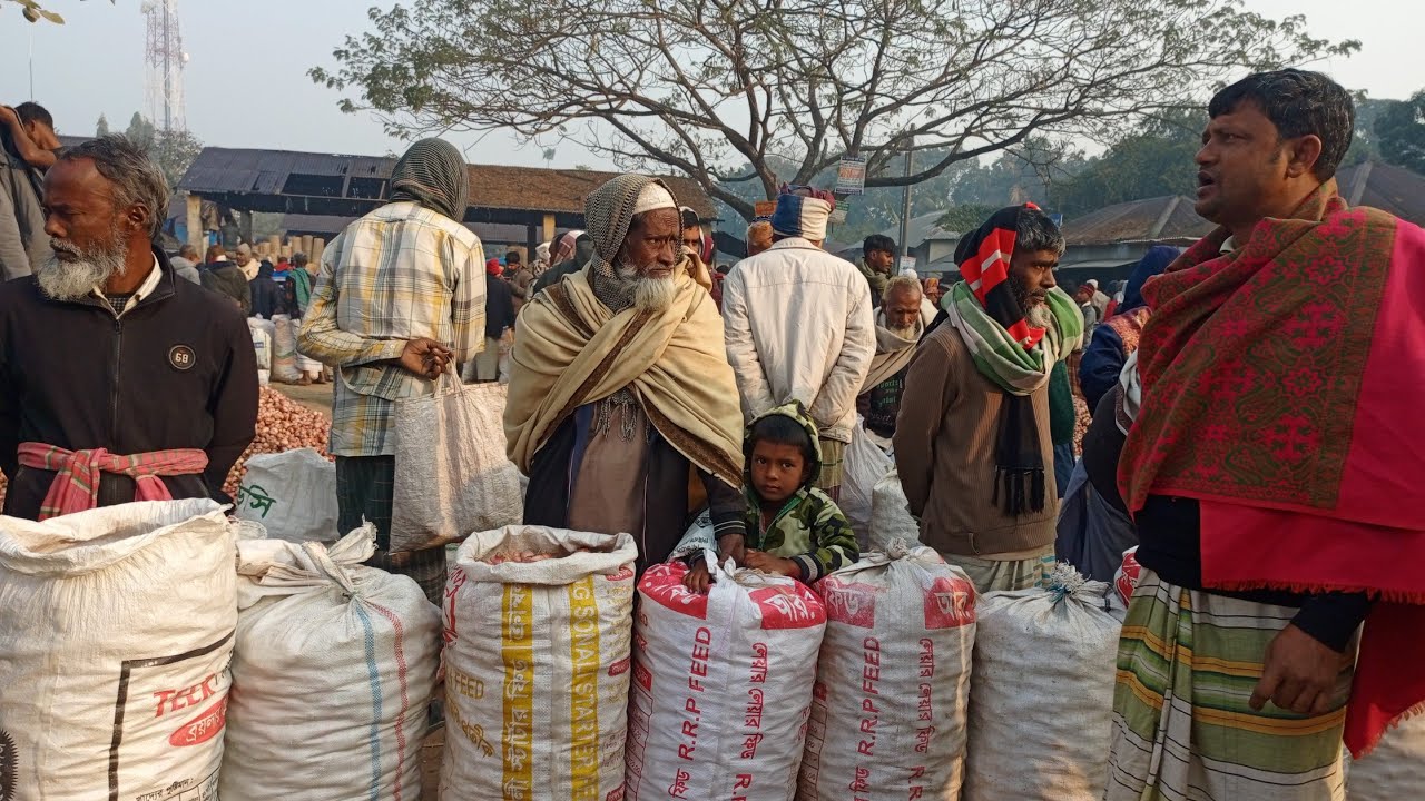 ২৩/০১/২০২৬ | রোজ শুক্রবার পাবনা সাঁথিয়া ধুলাউড়ি পেঁয়াজের পাইকারি হাট! আজকের পেঁয়াজের বাজার দর 