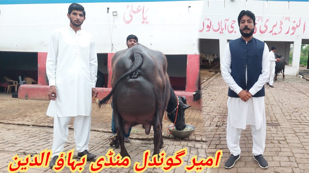 امیر گوندل منڈی بہاؤ الدین 5 بھینسیں برائے فروخت 18 مارچ 2026 karnana channel