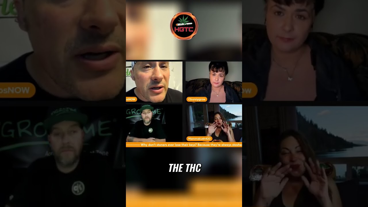 The Potency Myth: How Buds Get Stronger During the Cure