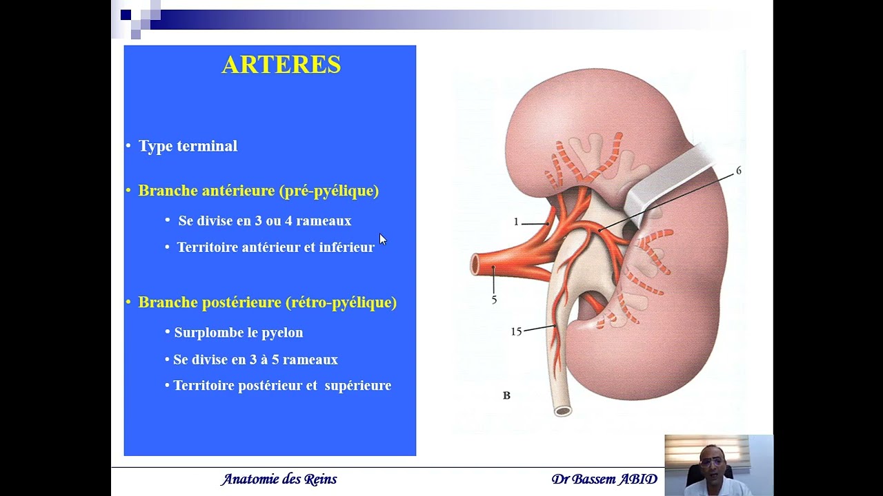 anatomie des reins