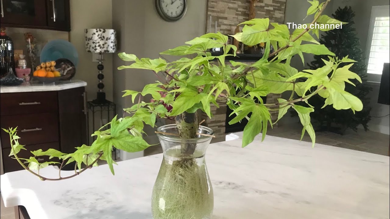 Chia sẻ chi tiết các cách trồng rau lang cho thu hoạch củ hoặc ngọn