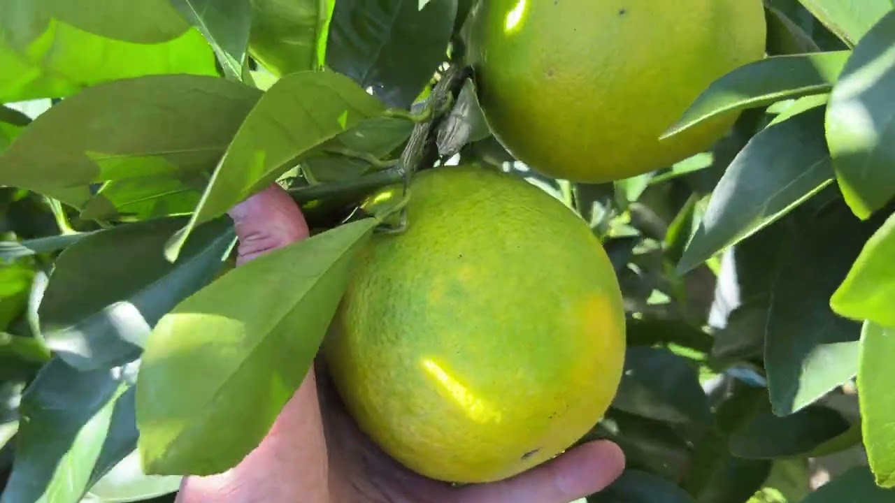 Zone 7B in ground citrus greenhouse updates