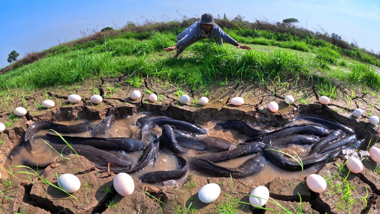 fishing skills, catch a lot of fish in water and pick duck eggs under the grass near village