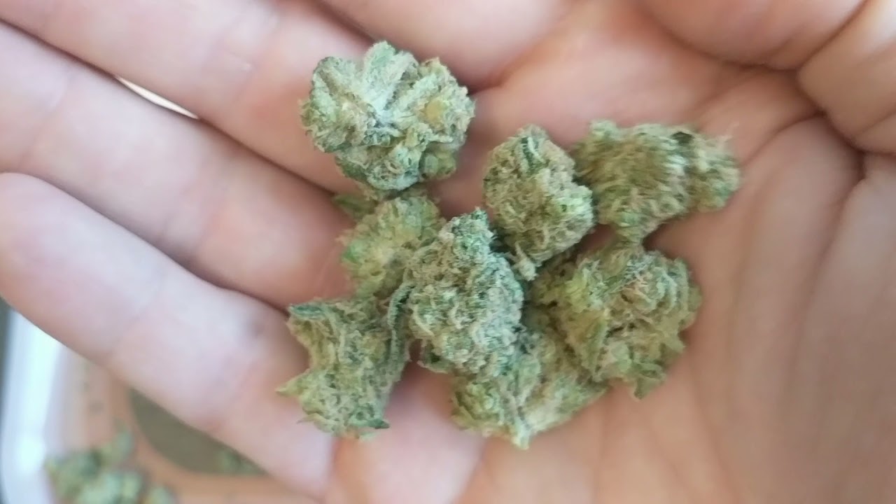 Jack The Ripper minis 28% Eustis Trulieve 🎃