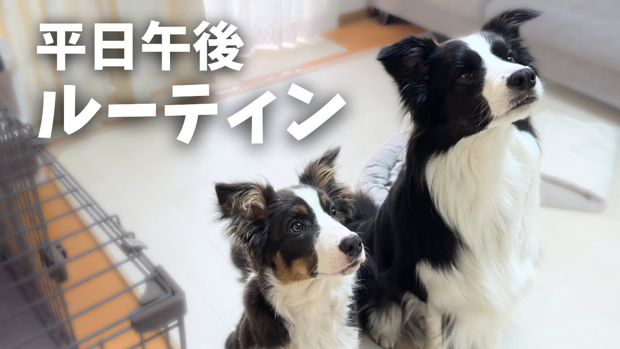 賢い犬達の平日午後ルーティン【ボーダーコリー】