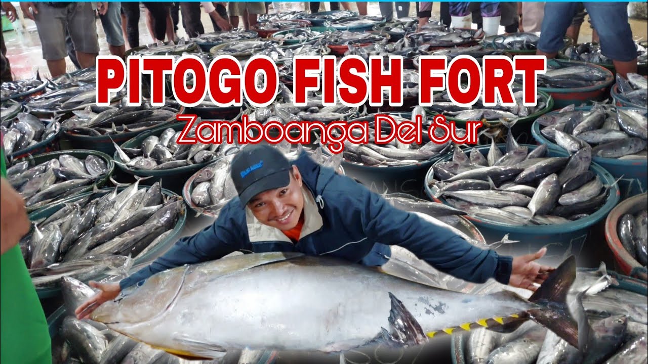 PITOGO FISH FORT | NelZhen TV