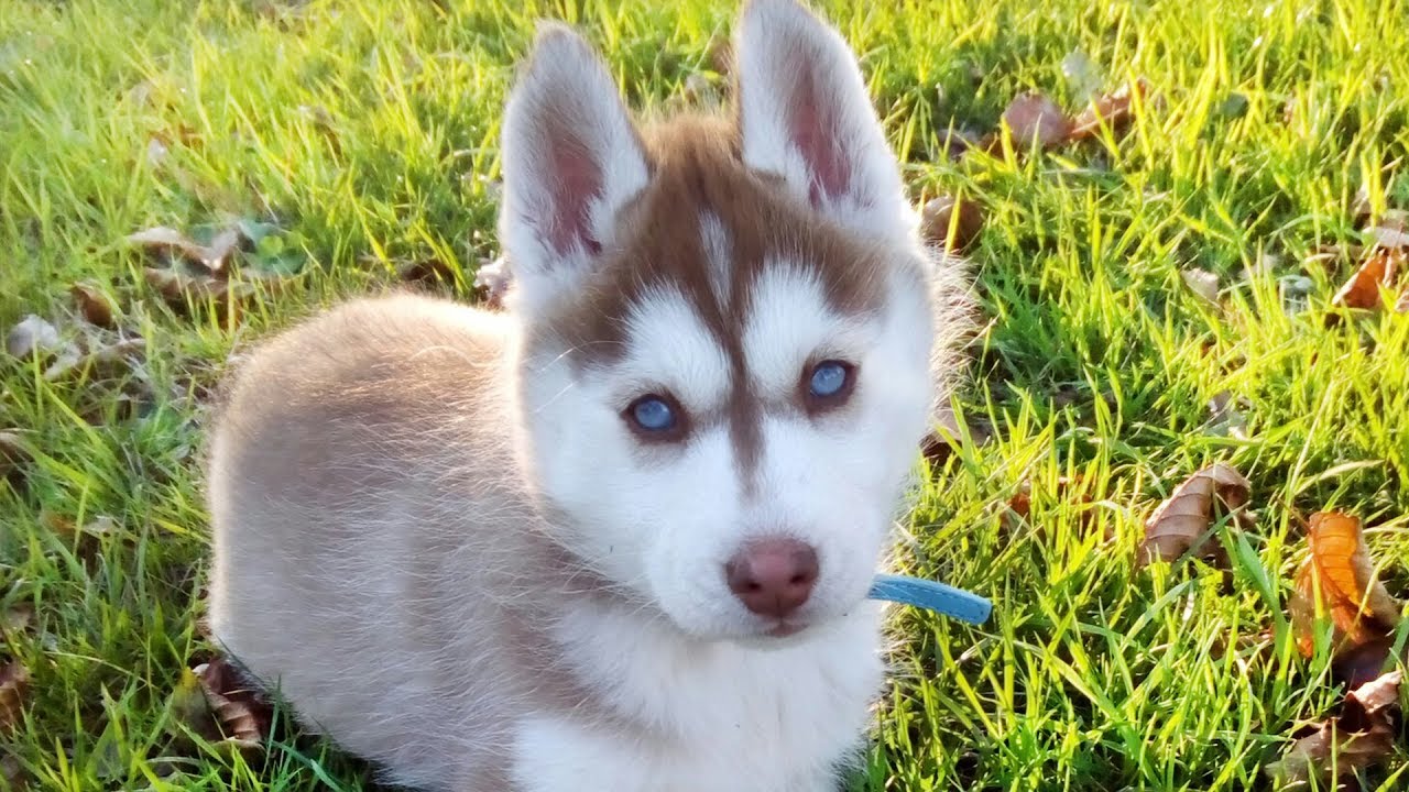 J'AI ADOPTÉ UN HUSKY! 🐺