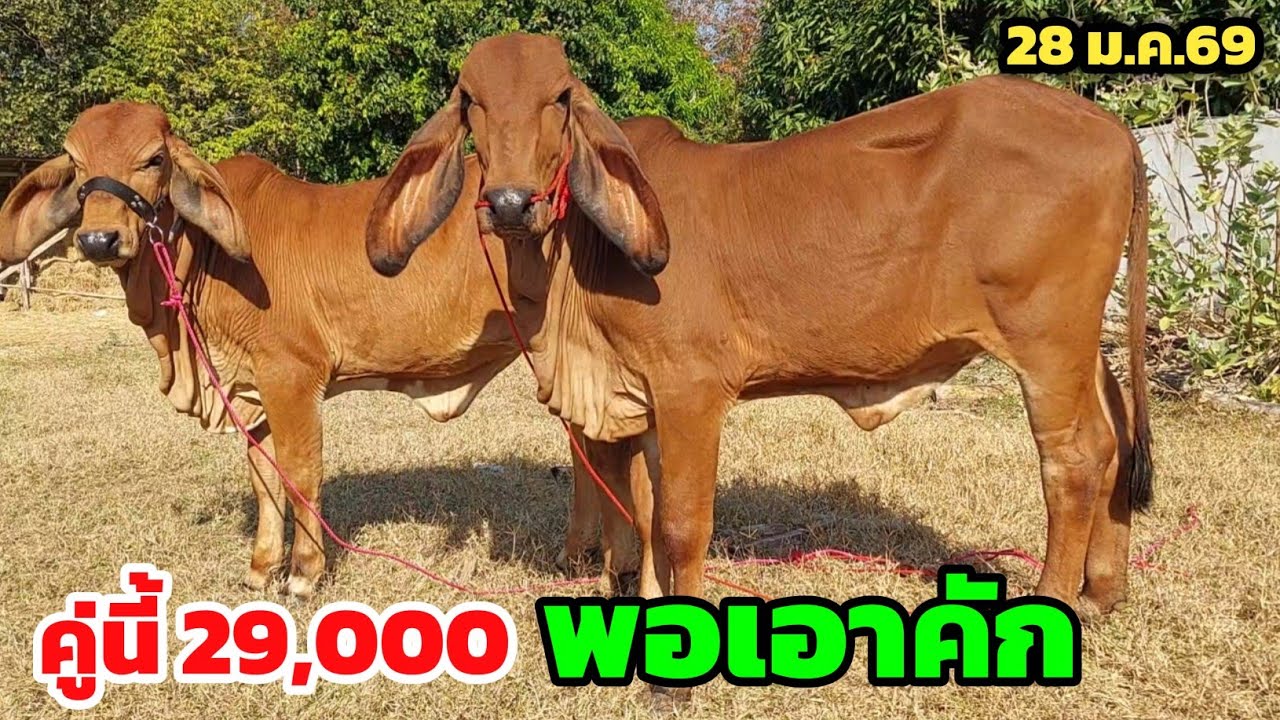 ขายด่วนแพ็คคู่ 29,000 สุดค้ม ส่งฟรีเก็บปลายทาง เหมาคลิปนี้มีลดพิเศษ ฮ้อยดิว อ.เมืองสารคาม 28 ม.ค.69