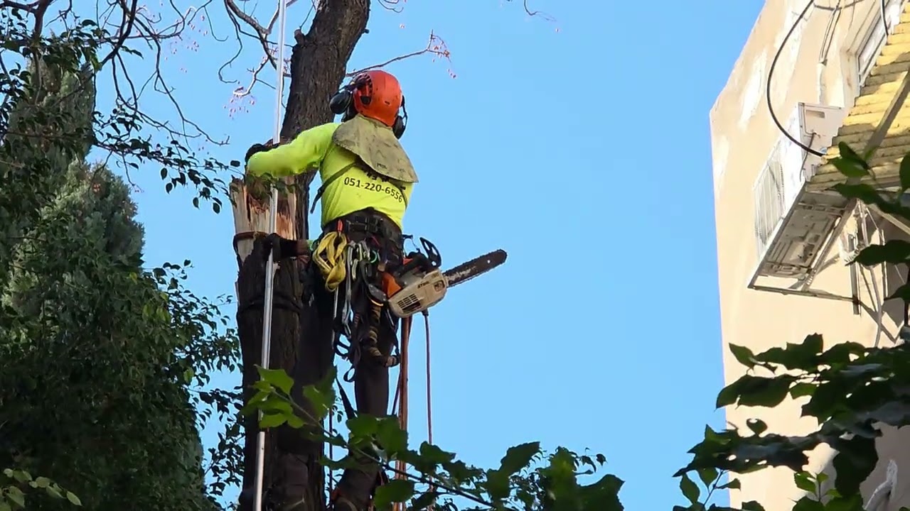 Respect # 2407 Our Rabbi - David Gusiatinsky. Tree Pruning. הרב שלנו - דוד גוסיאטינסקי