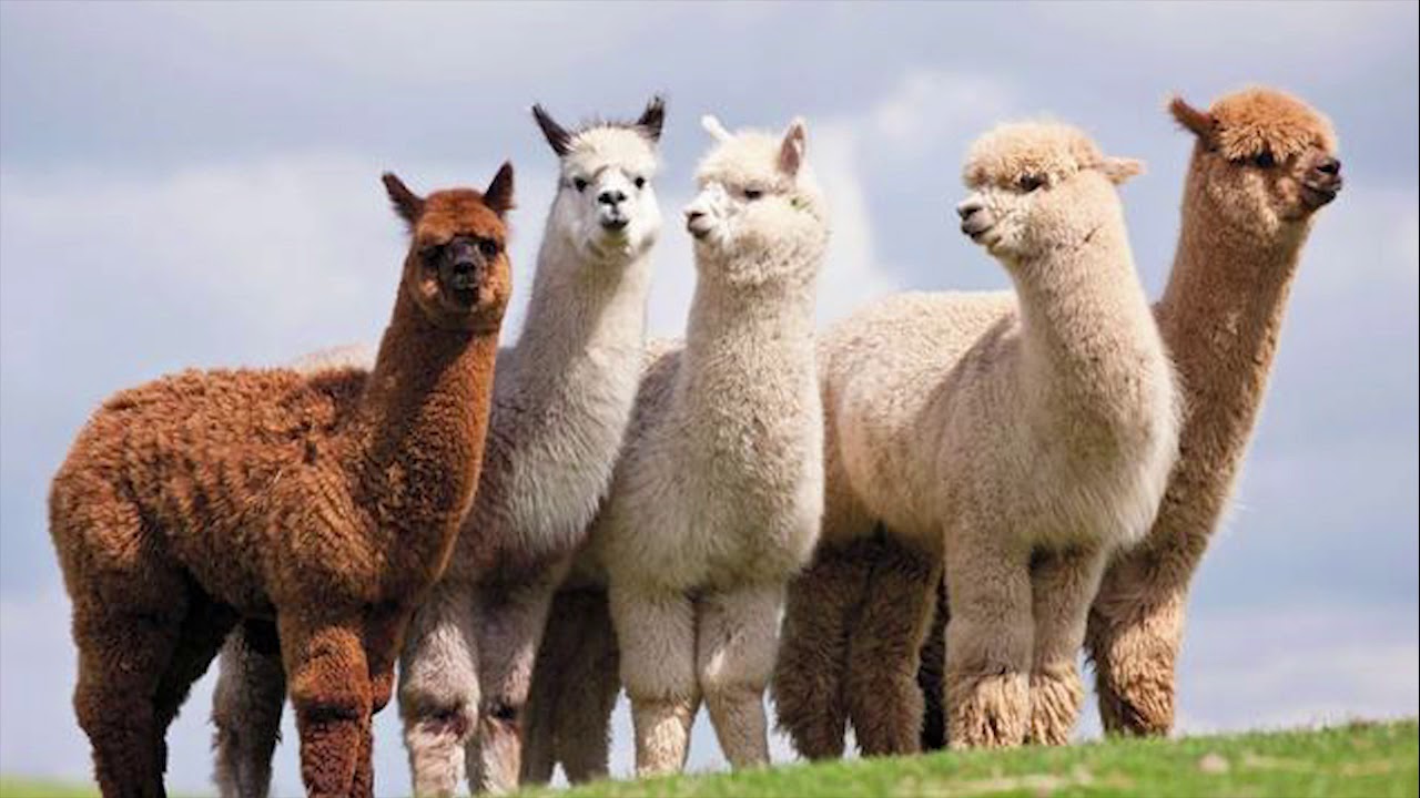 ALPACA SOUND / SUARA ALPAKA