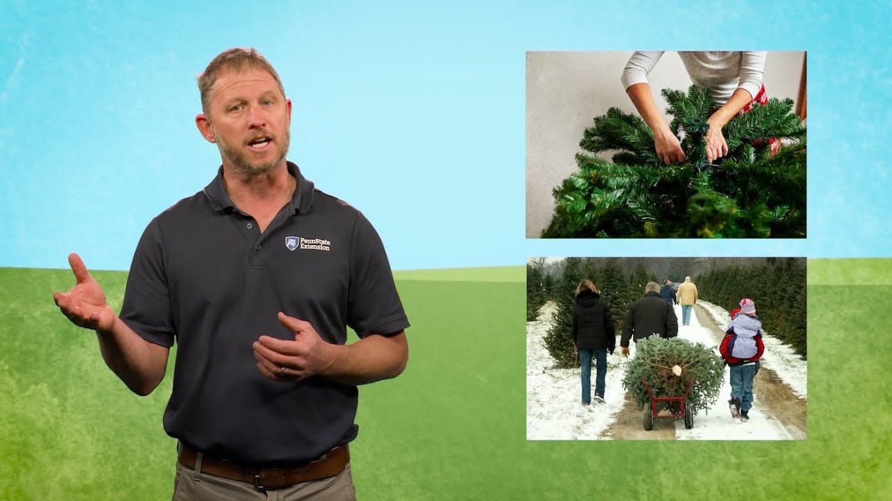 Christmas tree tips: How to care for a living tree | Year-Round Gardening