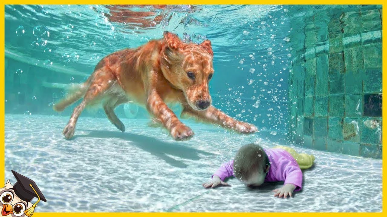 20 Animais Que Salvaram Vidas Humanas