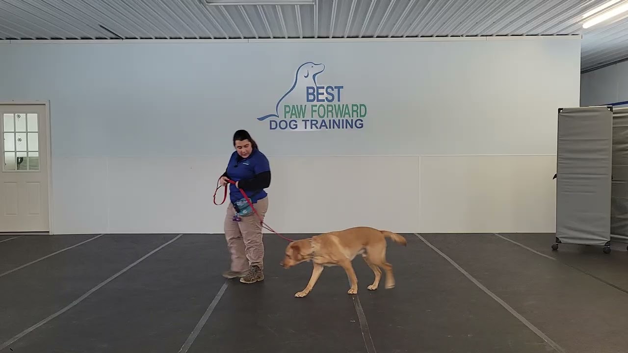 Ray the Yellow Labrador Retriever | Leash, Leave It & Meet and Greet | Week 2 Board & Train