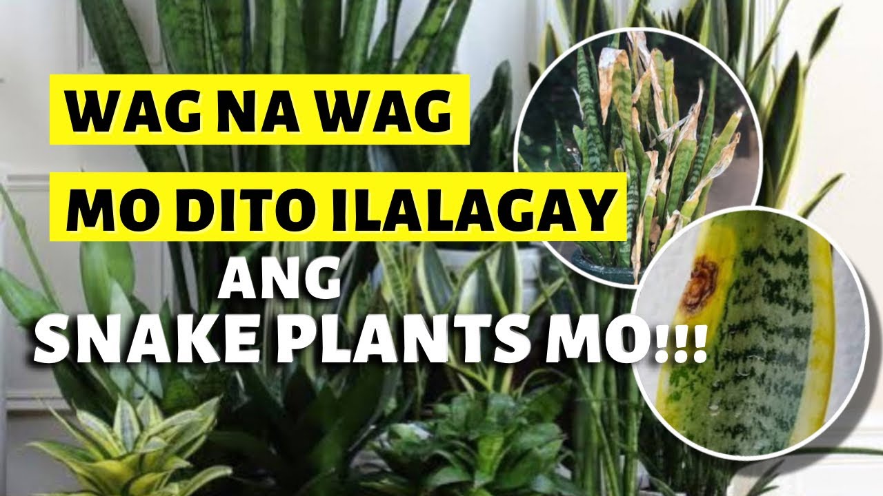 DO NOT PUT YOUR SNAKE PLANTS IN THESE AREAS! | KAYA PALA AYAW GUMANDA!