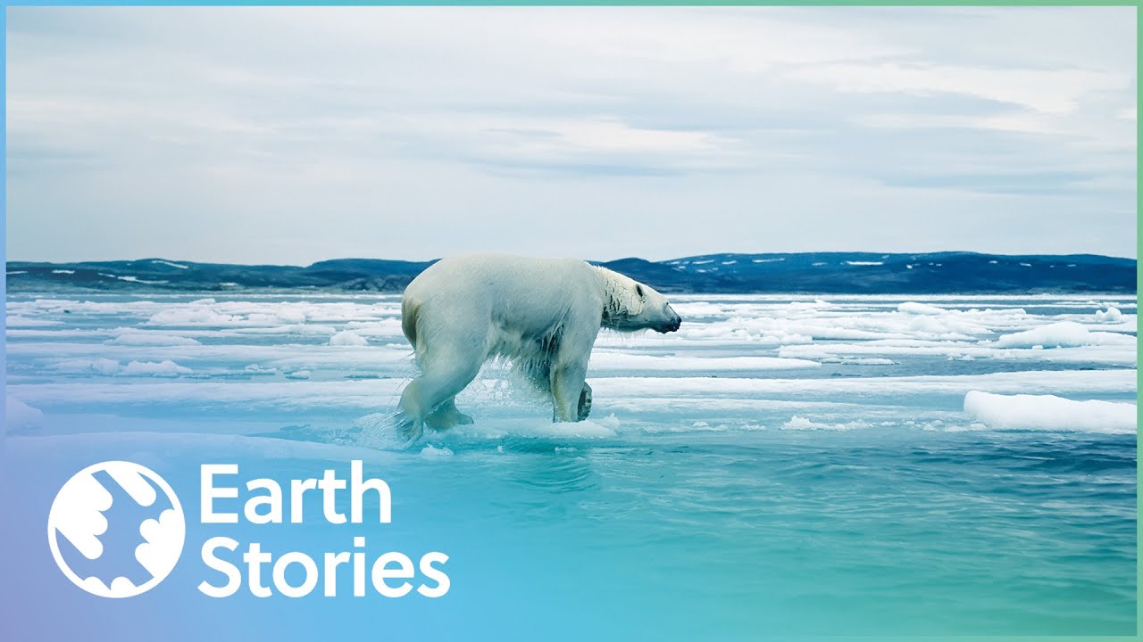 Can The Polar Bear's Habitat Be Saved? | Angry Planet
