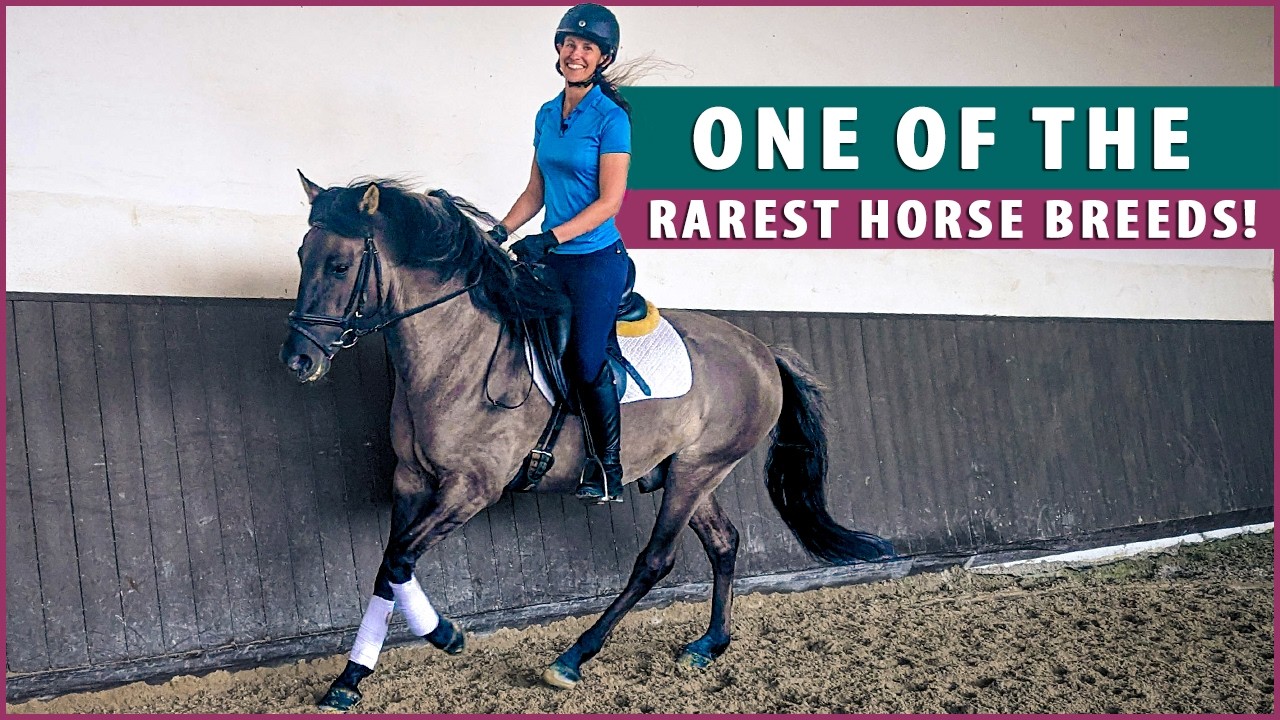 Riding the Sorraia - Portugal's Hidden Equine Treasure