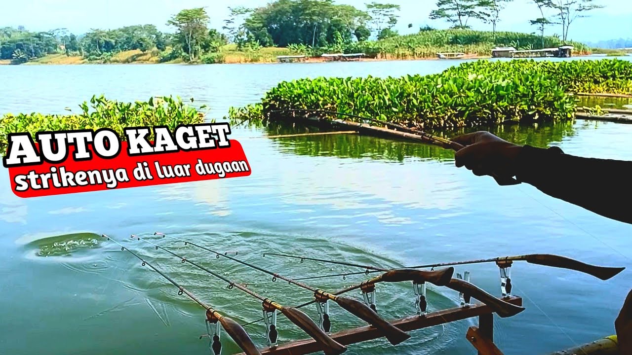 Sungguh keterlaluan strike nya sungguh ganas  kalau mancing di spot kayak beginian
